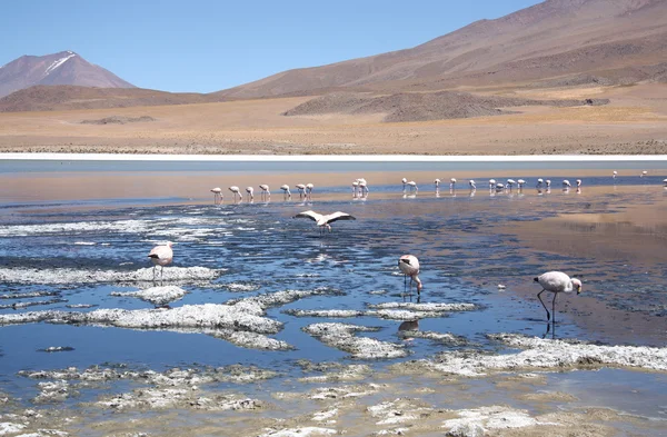 Bergsee mit Flamingos in Bolivien — Stockfoto