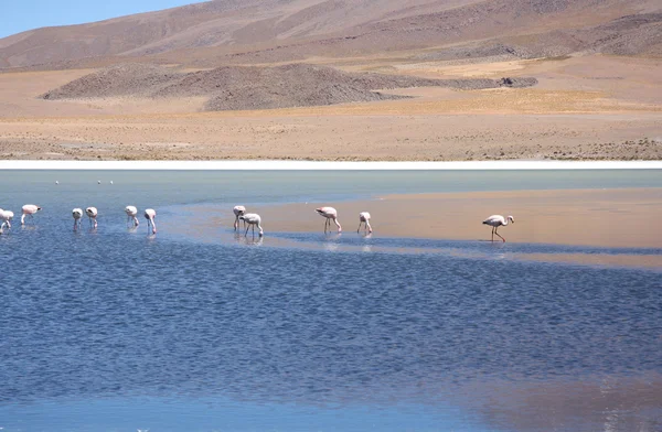 Flamingos selvagens na lagoa dos Andes bolivianos — Fotografia de Stock