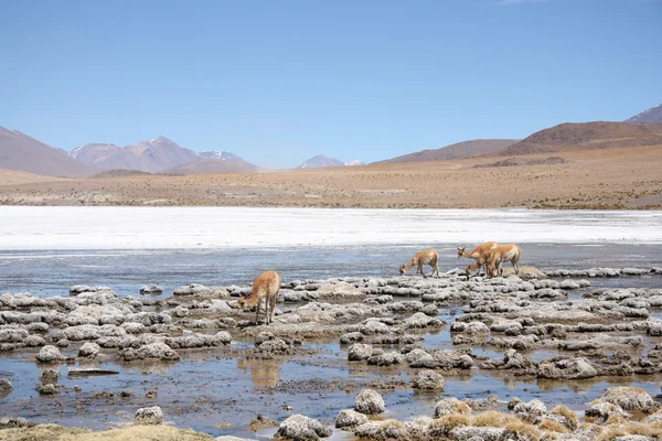 Vicunas oder wilde Lamas in den Bergen Südamerikas — Stockfoto