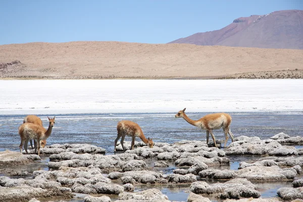 Vicunas dans la lagune des Andes en Bolivie — Photo