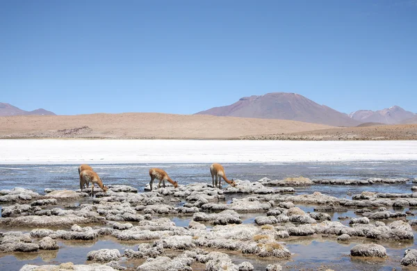 骆马或野生喇嘛在阿塔卡马沙漠，玻利维亚 — 图库照片