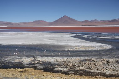 Laguna colorada Bolivya avaroa ulusal parkında