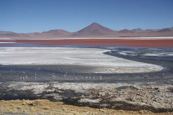 Laguna colorada w avaroa Parku Narodowym w Boliwii — Zdjęcie stockowe