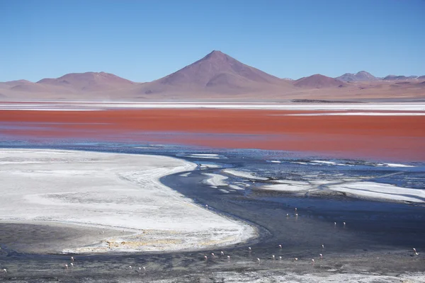 Laguna cololada 与火烈鸟和火山在玻利维亚 — 图库照片