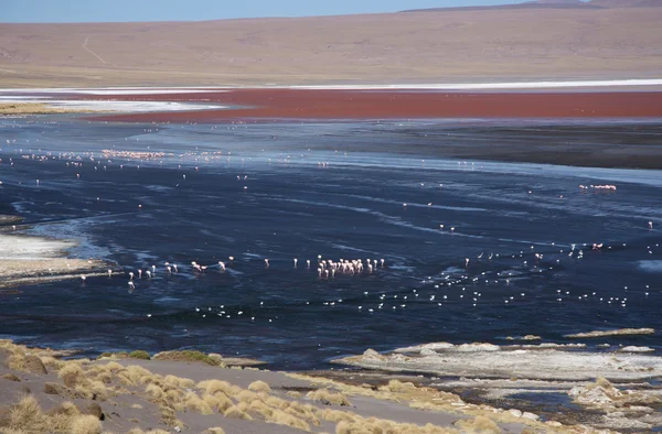 Flamingos in Laguna Colorada, Bolivia, Atacama desert — Stock Photo, Image