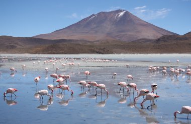 Flamingolar Laguna Hedionda, Bolivya, Atacama Çölü'nde