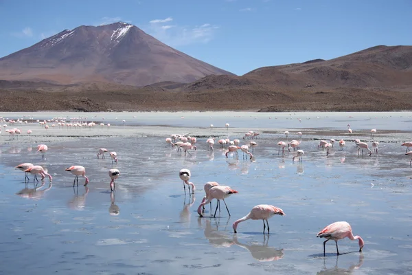 Flamingos in Lagoon Hedionda, Bolivia, Atacama desert — Stock Photo, Image