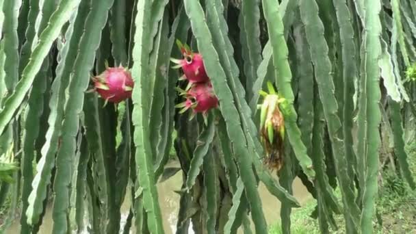 Dragon Fruit Pitaya plant — Stockvideo