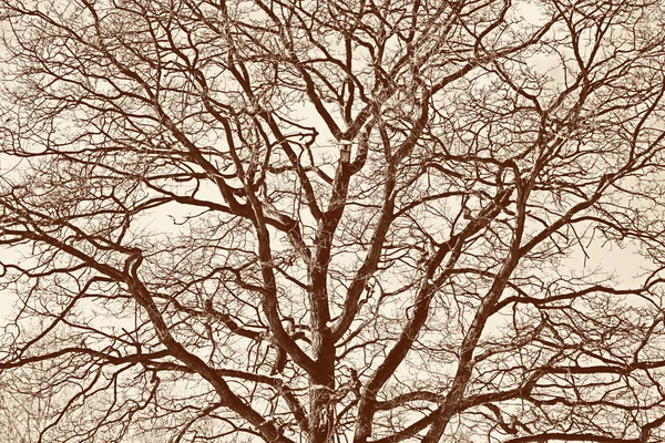 光秃秃的树的轮廓。在深褐色, 复古风格的调理 — 图库照片