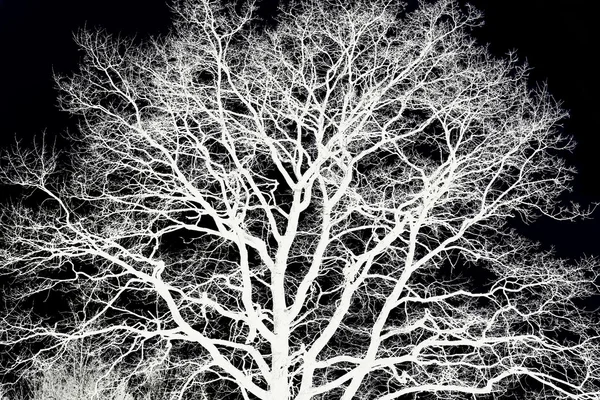 Carvalho de árvore. Processamento de arte de fotos. Sílhueta de árvore simbólica em fundo preto — Fotografia de Stock