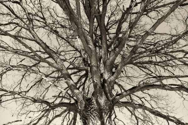 Fantástico árbol tronco roble con ramas de cerca. Fondo vintage. Procesamiento artístico - técnica de solarización — Foto de Stock