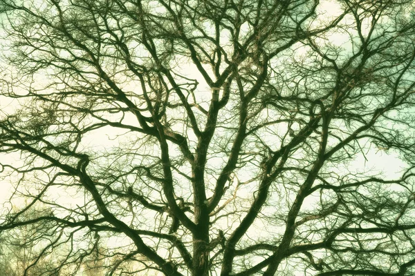 Textura de fundo de galhos de árvores. Carvalho matinal. arte tonificada com uma tonalidade verde — Fotografia de Stock