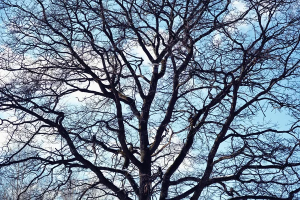 Espalhando ramos de árvores altas contra o céu azul nublado. silhueta de carvalho de árvore contra o céu azul — Fotografia de Stock