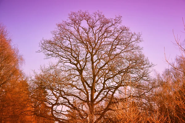Bonito outono árvore carvalho na floresta — Fotografia de Stock