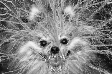 Korkunç canavar canavar - köpek - ağaç. Çift Kişilik yakınlarında. köpek ve ağaç siyah-beyaz sanat fotoğrafı