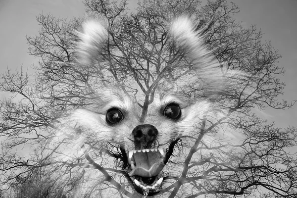 Fantasy - mystical forest and big mouth dogs. The dog - Ghost. Double exposure, multiple exposure — Stock Photo, Image