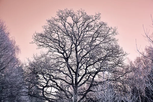 Nádherný Strom Mrazivém Počasí Lese — Stock fotografie