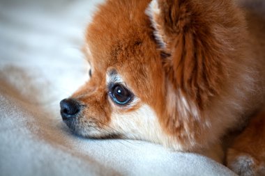 evde beslenen hayvan köpek Spitz yakın mesafe içine bakıyordum. yakın çekim portre. Melankolik bak