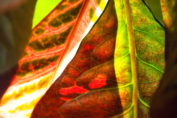 Maison plante croton feuilles gros plan de rouge et vert — Photo