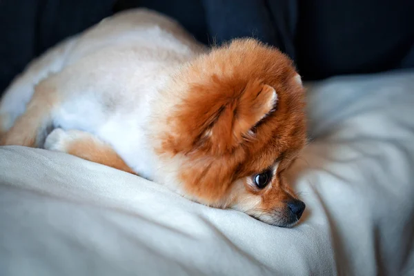 Spitz cão com cabelo curto deitado — Fotografia de Stock