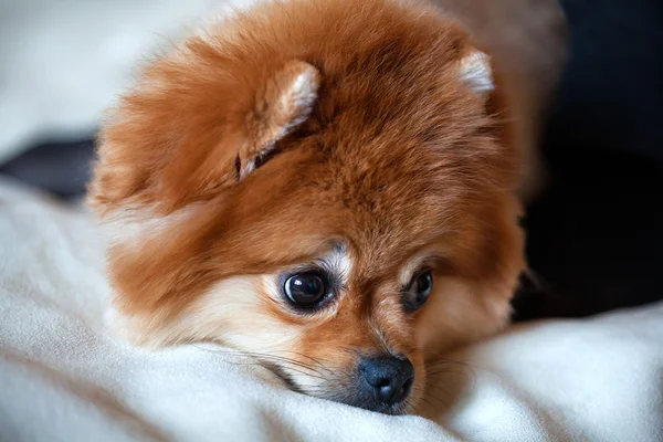 Beautiful cute dog Spitz closeup — Stock Photo, Image