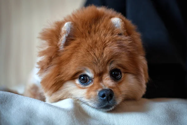 Retrato de belo cão alemão Spitz — Fotografia de Stock