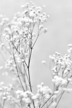 Beyaz gypsophila çiçekler