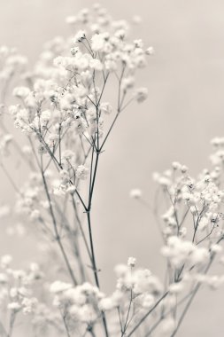 Japon tarzı küçük beyaz çiçekler fışkın