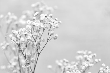 beyaz çiçekler (dal çiçek gypsophila)
