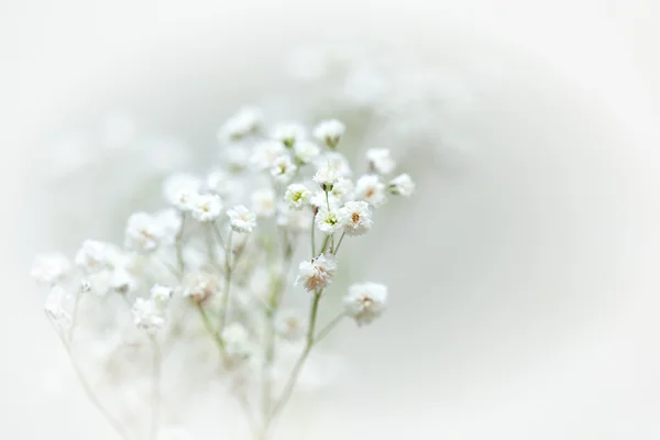 Pequenas flores brancas em uma vinheta branca, respiração do bebê flor — Fotografia de Stock