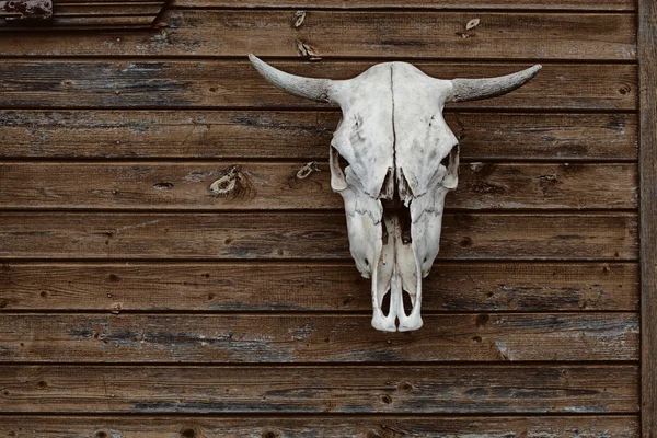 Cráneo de toro sobre un fondo de madera vintage — Foto de Stock