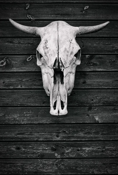 Il cranio di un toro. texture in legno. Stile vintage — Foto Stock