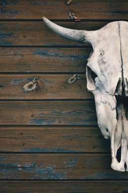geyik boynuzu closeup ile doğal bir boğa'nın kafatası
