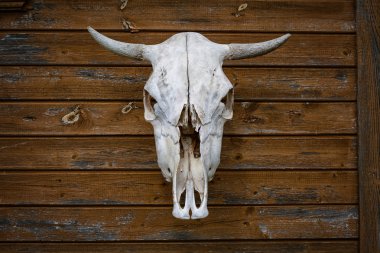 trophy animal skull hanging on wooden wall clipart