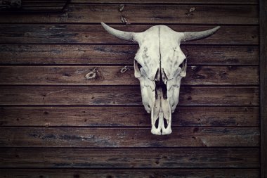 Beyaz inek kafatası boynuzları olan ülke tarzı bir ahşap duvarda asılı