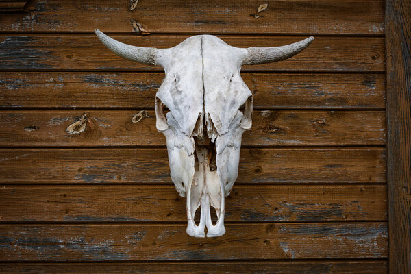 trophy animal skull hanging on wooden wall