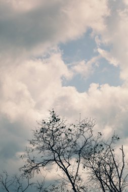 pembe gökyüzü ve ağacının üstünde