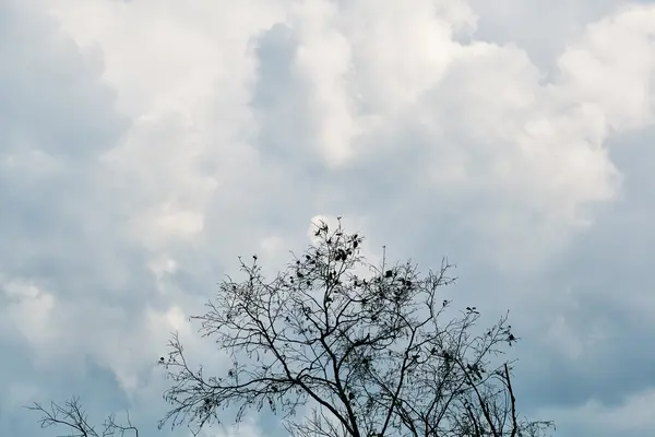 Trockener Ast gegen bewölkten blauen Himmel — Stockfoto