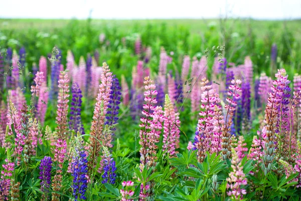 Altramuces de plantas con flores. más colores en un tono salvaje —  Fotos de Stock