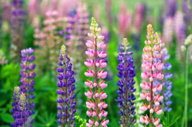 renkli lupins portre. çiçeklenme yaz