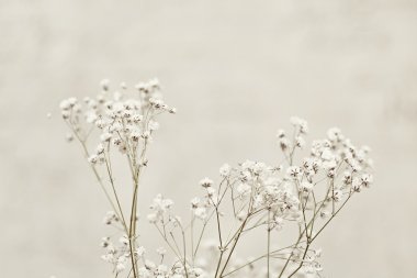 Gypsophila (bebeğin nefes çiçekler), ışık, havadar kitleler küçük beyaz çiçek.