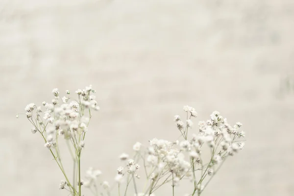 Zachte witte gypsophila bloemen op lichte witte achtergrond. Kleine witte bloemen — Stockfoto