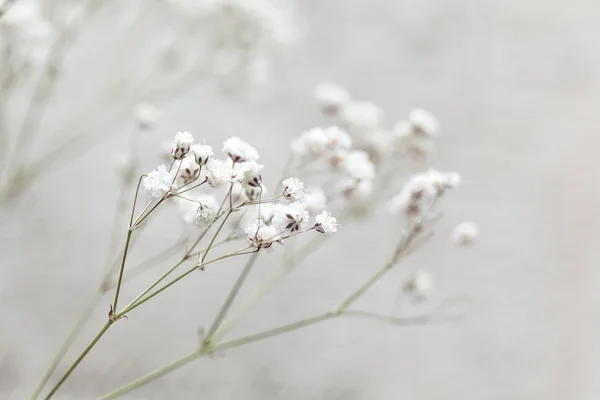 Küçük Beyaz Çiçekler Gypsophila Paniculata Seçici Odak Küçük Beyaz Çiçekler — Stok fotoğraf