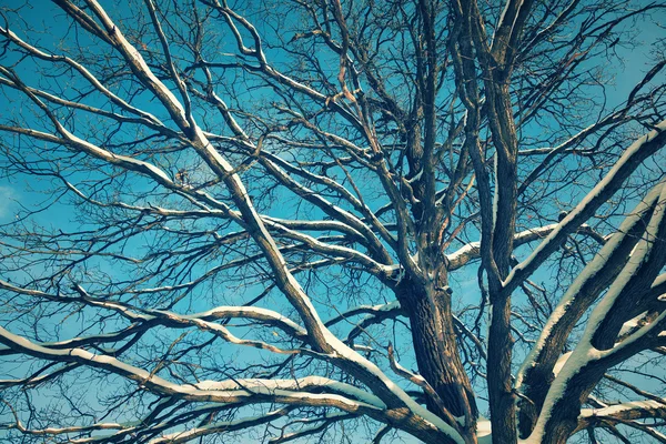 Die Äste Einer Großen Eiche Vor Blauem Himmel — Stockfoto