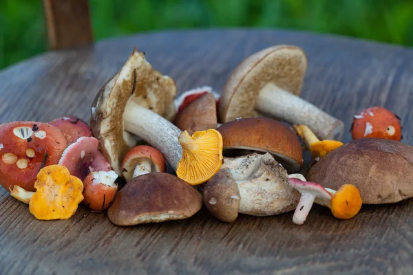 Sokféle frissen szedett gomba: rókagombával, vargánya, Russula — Stock Fotó