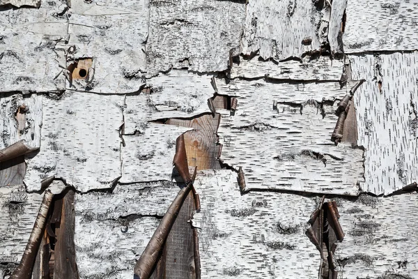 Macro corteccia di betulla. copertura di case in legno con corteccia primo piano — Foto Stock