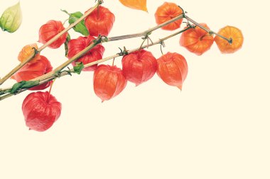 Romantik stil - çiçek physalis closeup, vintage tarzı, sonbahar ruh hali