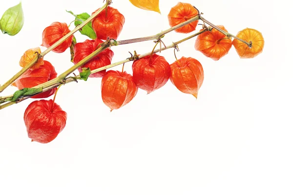 Cape gooseberry. Bright orange papery husk with green leaves on a stem — Stock Photo, Image