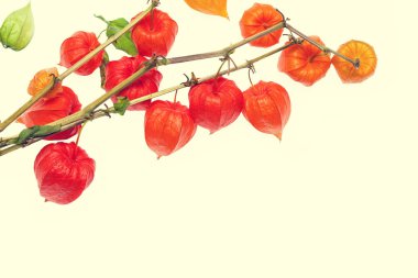 Physalis bitkinin closeup görünümü. 