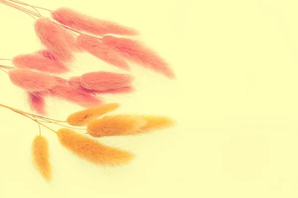 Lagurus pflanze. rosa und gelbe Kaninchenschwanzgras — Stockfoto